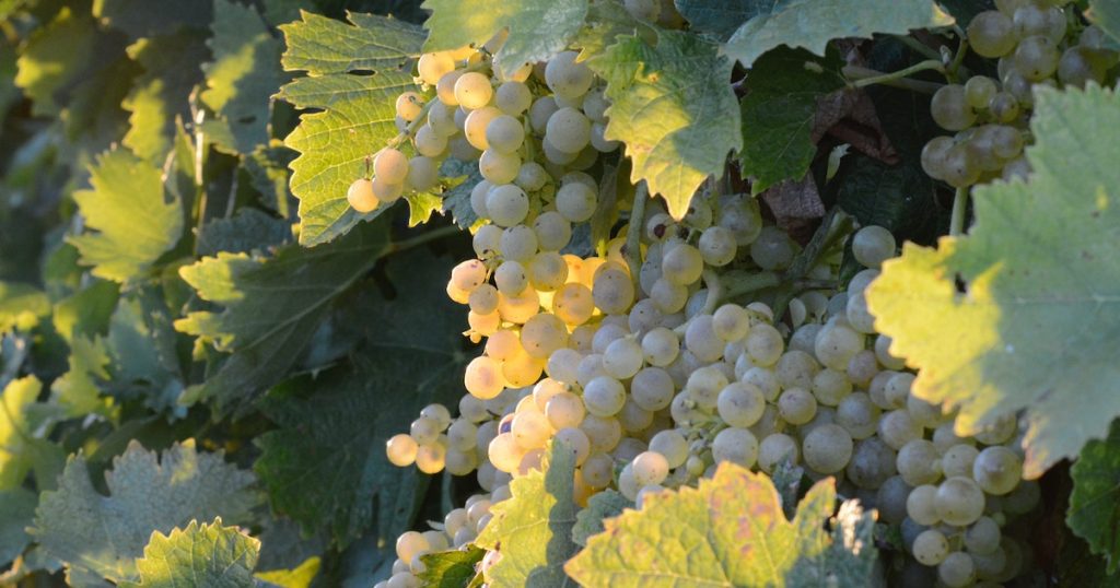 White grapes Seyval Blanc